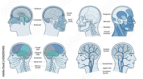 Bild auf Leinwand Human head anatomy diagrams showing brain muscles and nerves