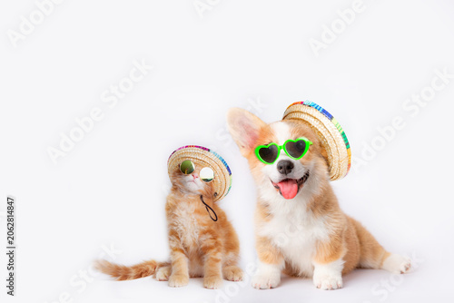 a Welsh Corgi dog is smiling and a ginger cat wearing sunglasses and hats is isolated on a white background, representing the concept of travel and beach vacations
