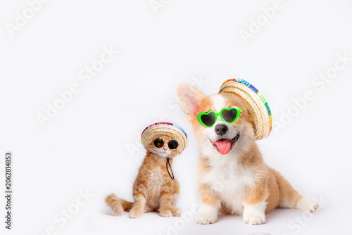 a Welsh Corgi dog is smiling and a ginger cat wearing sunglasses and hats is isolated on a white background, representing the concept of travel and beach vacations