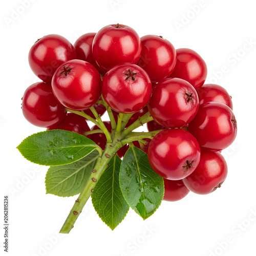Fresh red cranberries on green stem with leaves