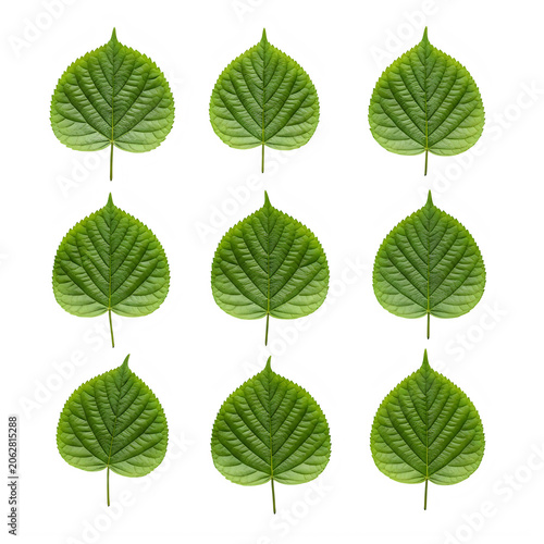 Green autumn leaves arranged in a grid pattern