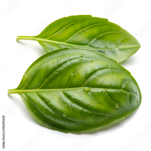 Fresh green basil leaves with glossy texture