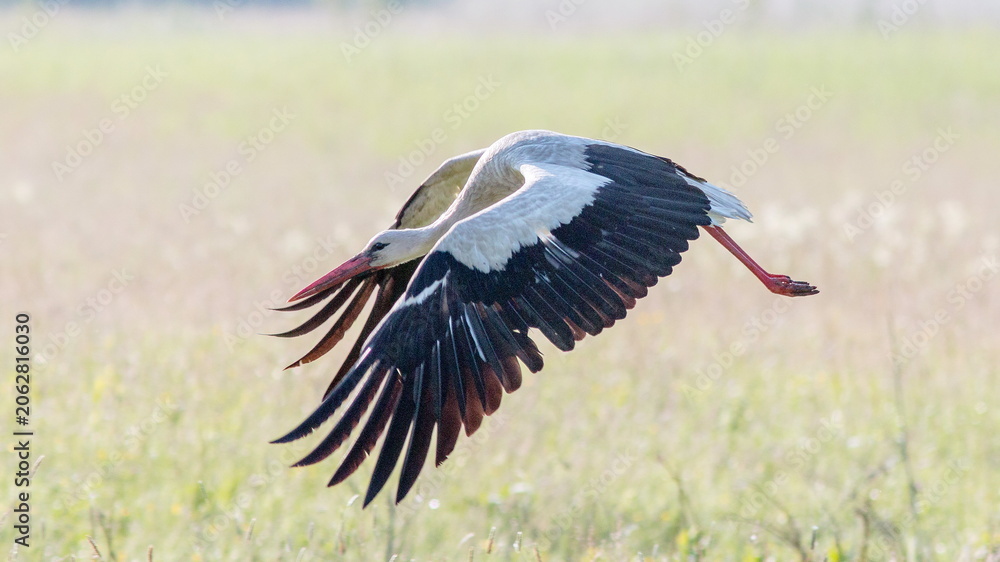 Fototapeta premium stork in the grass