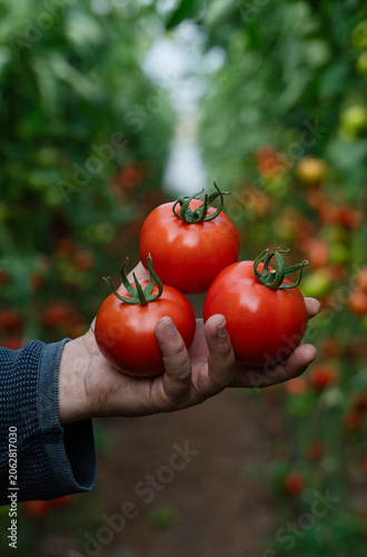 Human hand tomatoes in a hand in a greenhouse