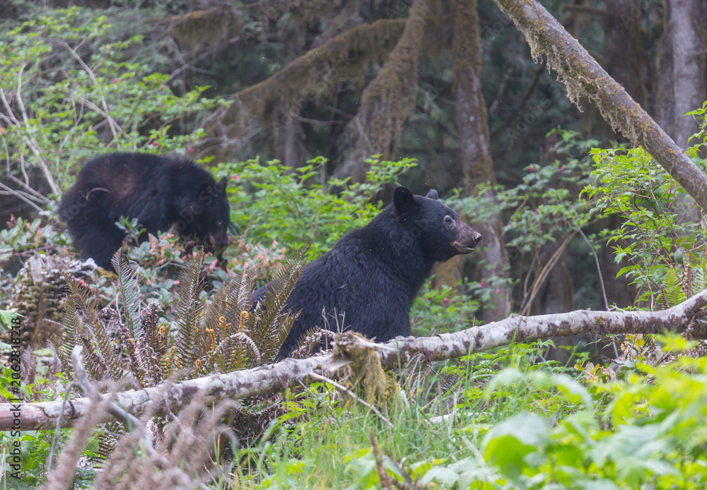 Obraz premium Black bear