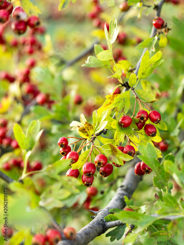 Canvas Print Ripe hawthorn berries growing on branch in natural habitat
