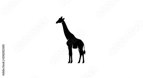Photography Black silhouette of a giraffe standing.
