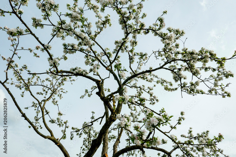 Fototapeta premium tree branches against blue sky
