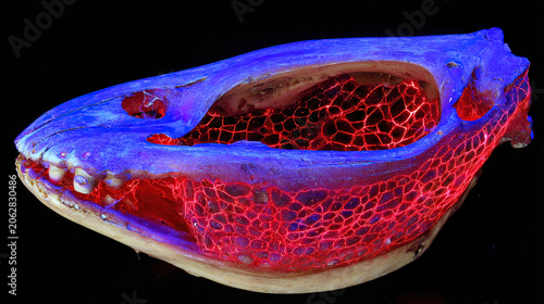 Glowing red vascular patterns preserved in fossilized bone under ultraviolet light, revealing intricate biological history.
