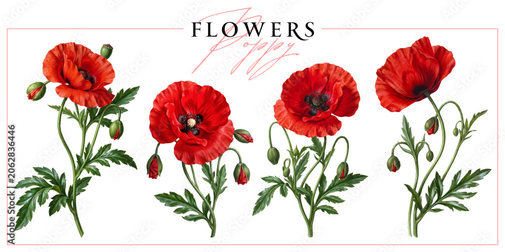 Obraz premium Red poppies isolated on a white background. Vintage painting style illustration.