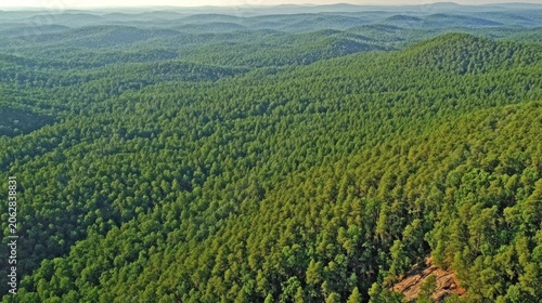 Expansive aerial view of a dense temperate forest with rolling hills under a hazy sky