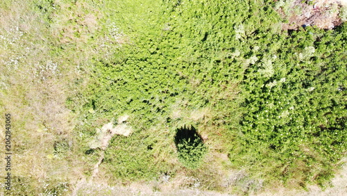 Aerial top down view of wild green field and overgrown meadow for nature background and environment concepts