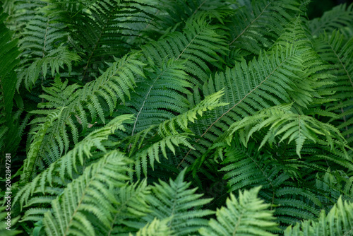 Ferns in the Wind