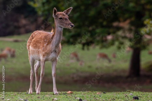 Photos deer in the woods