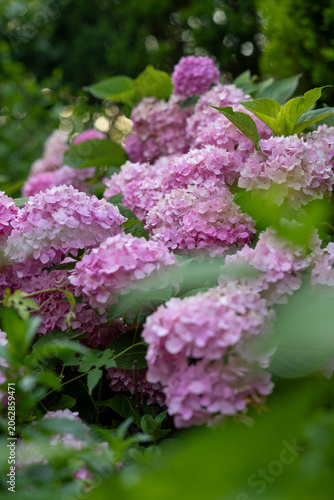 pink hydrangea flowers