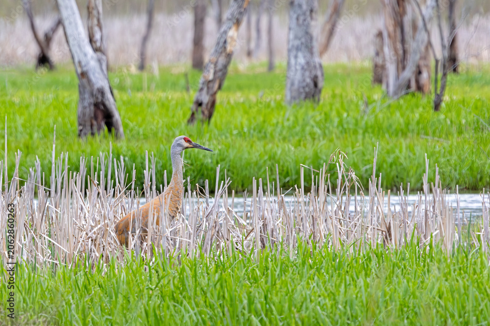 Fototapeta premium Sandhill Crane Standing In a Marsh