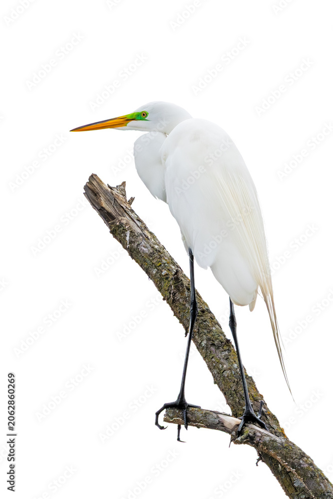 Obraz premium Great Egret on a White Whiteground