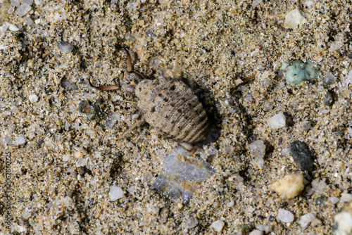 Photography the larva of the ant lion