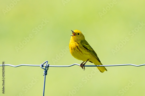 Foto Yellow Warber Sings in the Prairie.