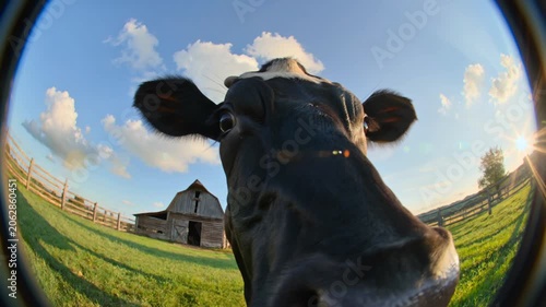 A cow getting extremely close to wide-angle camera lens,
sniffing the camera directly, extreme close-up macro shot,
highly distorted fisheye perspective, strong fisheye barrel distortion,
barrel lens 
