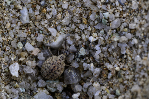 the larva of the ant lion