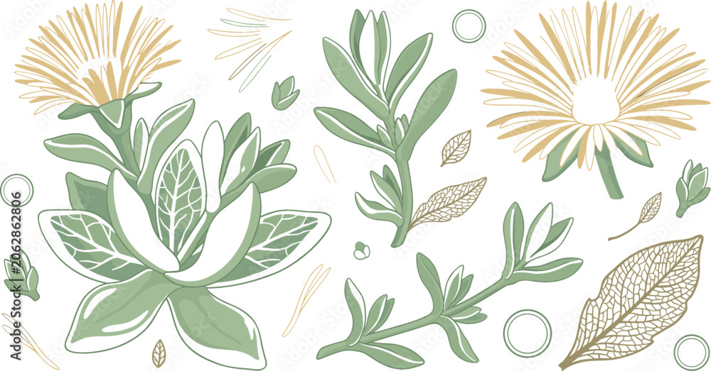 Fototapeta premium Botanical vector illustration set of mesembryanthemum ice plant succulent featuring green leaves yellow flowers buds and foliage design elements for organic cosmetic packaging