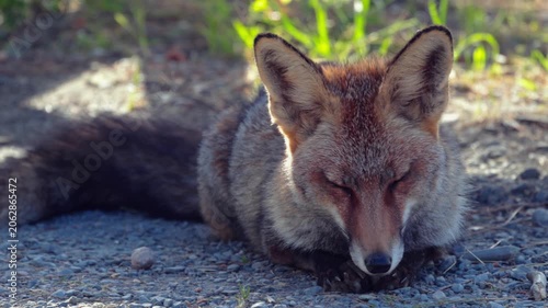 Red fox Vulpes vulpes falling asleep in natural habitat of Monfrague National Park, Extremadura, Spain, 4K 50 fps video
