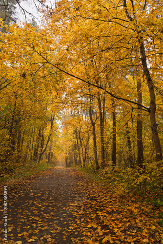 Empty road winding through vibrant autumn forest with tall trees and golden foliage. Nature landscape for background or design element.