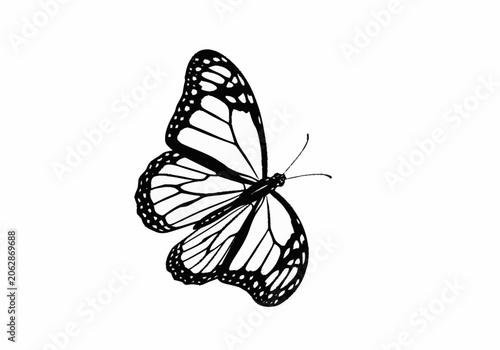 Monarch butterfly with intricate wing patterns in black and white.