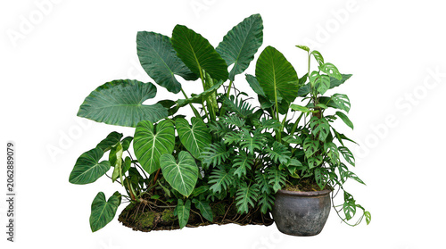 Tropical Indoor Houseplant Collection Vector Exotic Potted Green Plants and Botanical Foliage