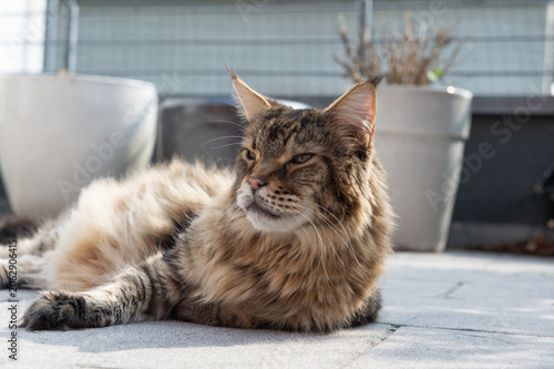 Senior Maine Coon Kater genießt den Frühling auf der Terrasse