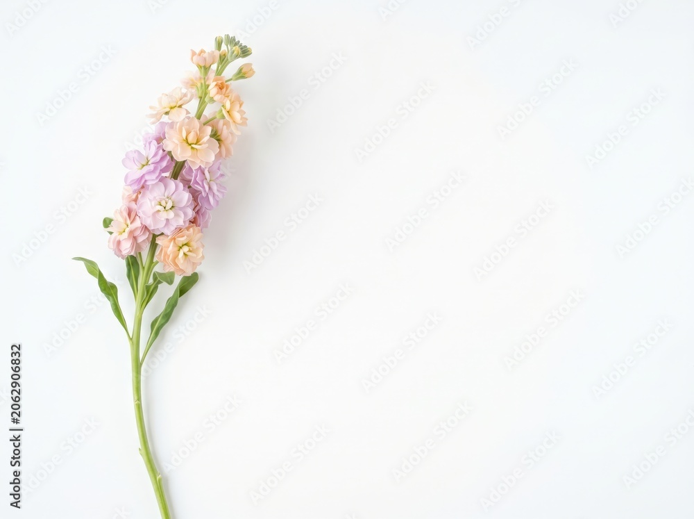 Obraz premium Beautiful pastel flowers arranged elegantly on a minimalistic background