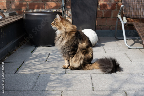 Alter Maine Coon Kater genießt den Frühling auf der Terrasse