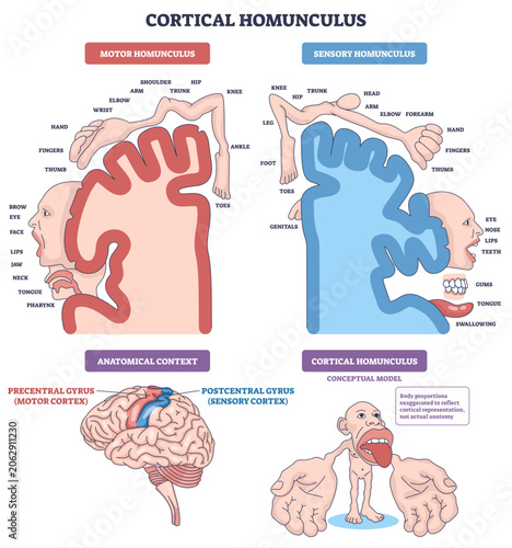 Obraz na plátně Cortical homunculus diagram showing how body areas map to cortex, motor homunculus, sensory homunculus, and brain gyri emphasize exaggerated hands, lips, tongue, transparent background