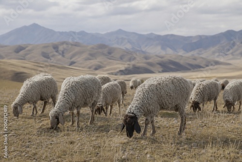 Karakul sheep with curly hair grazing on arid foothill grasslands in Central Asia.