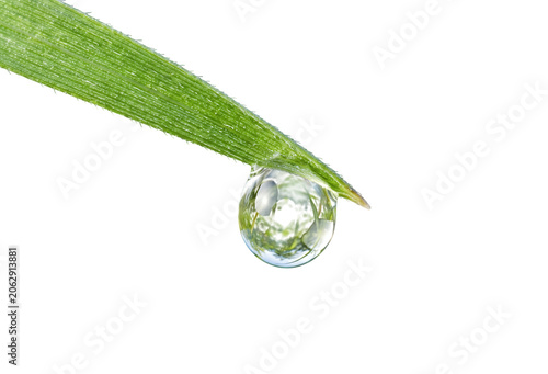 Macro water drop on green grass blade, crystal clear dew drop hanging from leaf tip, fresh morning moisture and nature concept isolated on Transparent Background