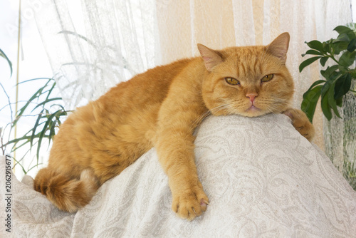 Lazy ginger cat relaxing on the sofa at home.