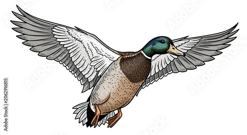 Canvas Print Mallard Duck Flying with Wings Spread Wide, Realistic Illustration