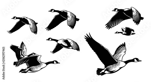 Schilderij op canvas Set of Canada Geese Flying in Different Poses and Directions