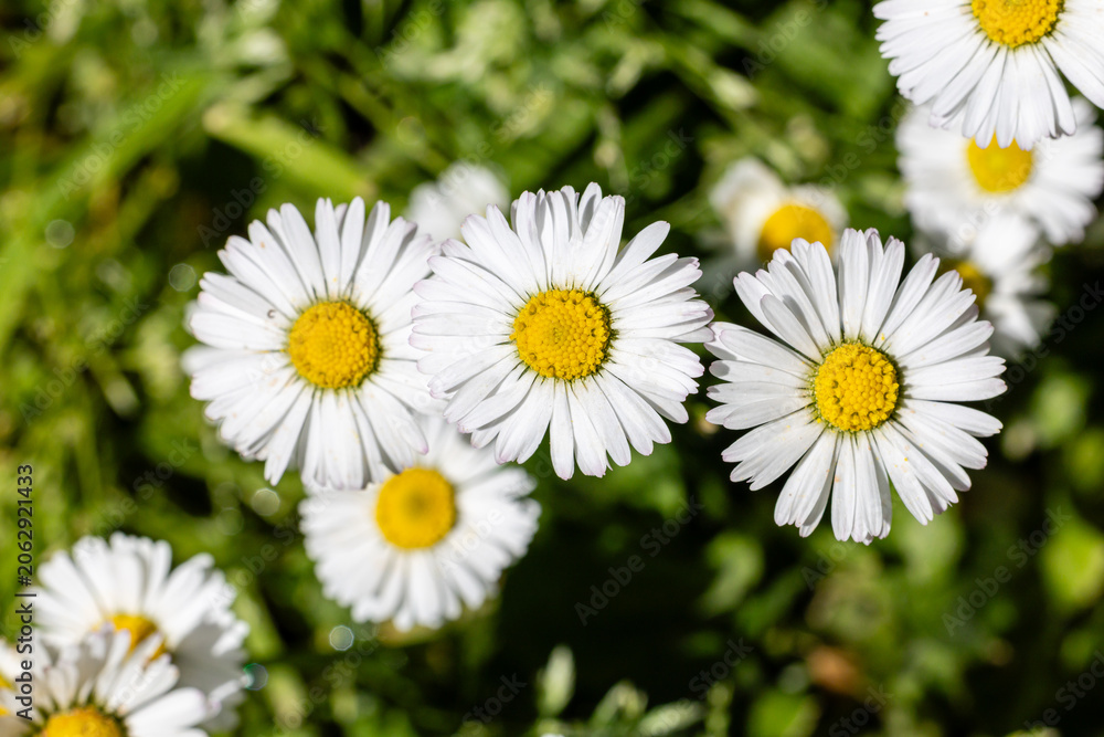 Fototapeta premium One white daisy flower isolated on white background. Flat lay, top view. Floral pattern, object