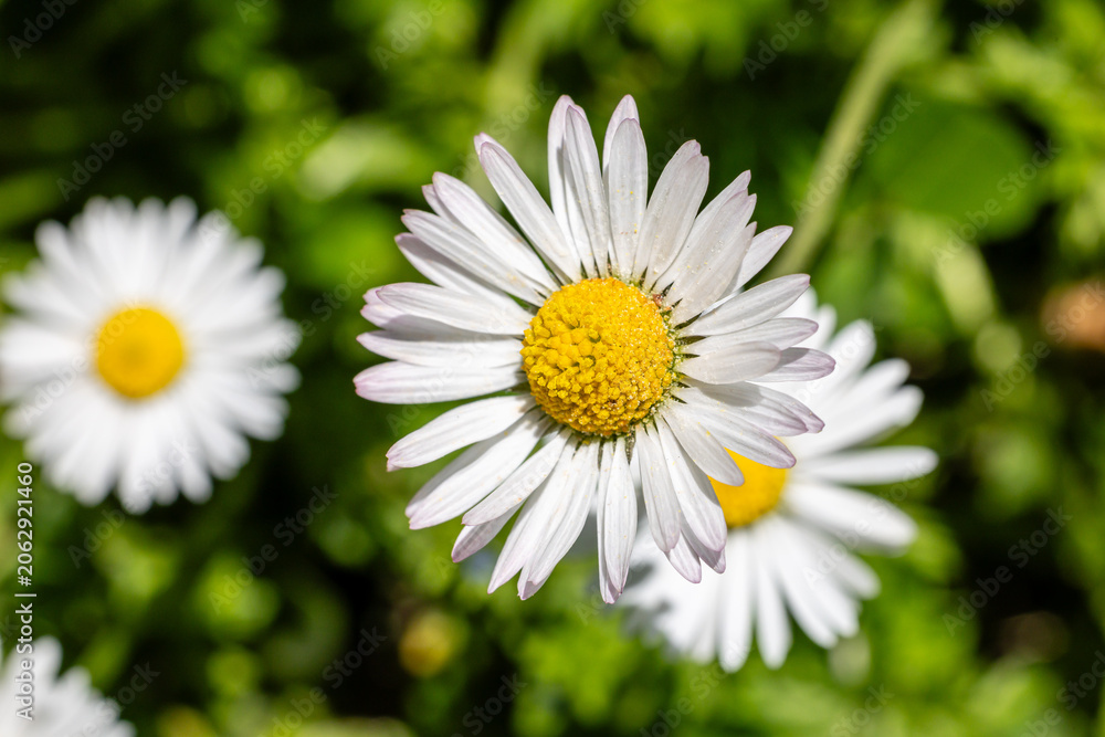Fototapeta premium One white daisy flower isolated on white background. Flat lay, top view. Floral pattern, object