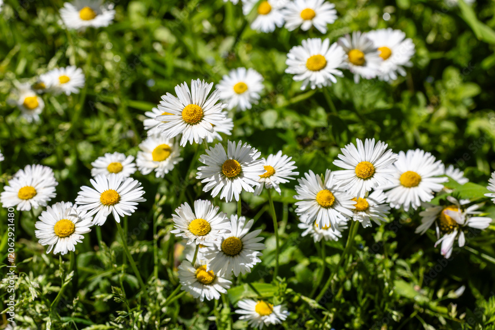 Fototapeta premium One white daisy flower isolated on white background. Flat lay, top view. Floral pattern, object