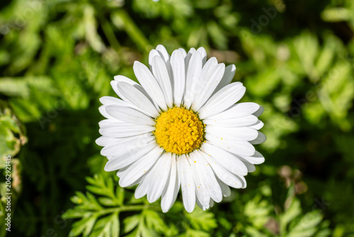 One white daisy flower isolated on white background. Flat lay, top view. Floral pattern, object