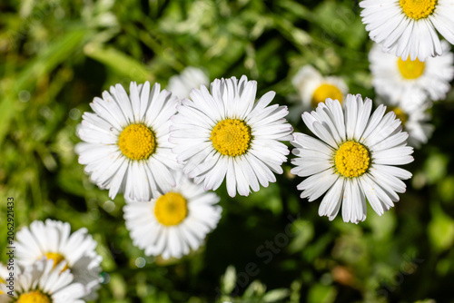 One white daisy flower isolated on white background. Flat lay, top view. Floral pattern, object