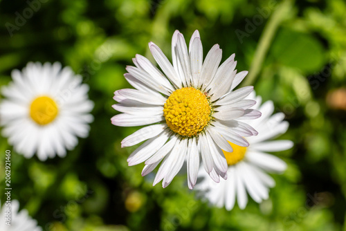 One white daisy flower isolated on white background. Flat lay, top view. Floral pattern, object