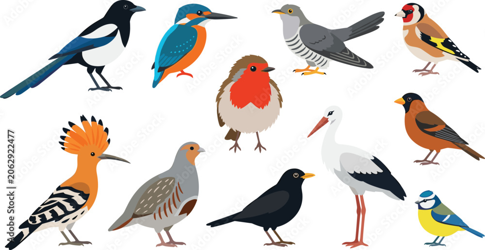 Fototapeta premium European Wild Birds Collection Featuring Kingfisher Robin Stork Goldfinch Magpie Blackbird Hoopoe and Other Avian Species