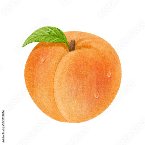 Foto Apricot Fruit Illustration - Watercolor Style