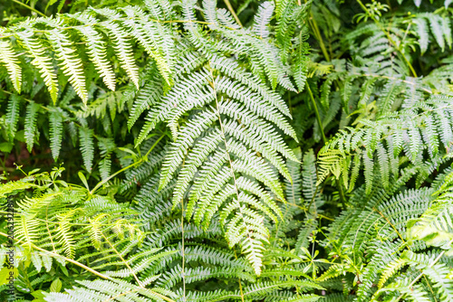 фотографія Close up of vibrant green bracken fern leaves in woodland in the UK