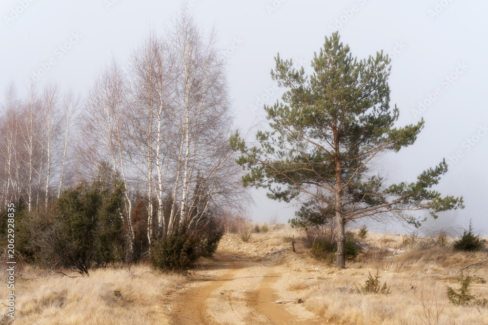 Fototapeta premium foggy winter landscape in Romania