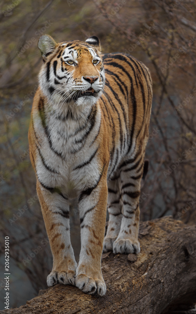 Obraz premium Siberian tiger